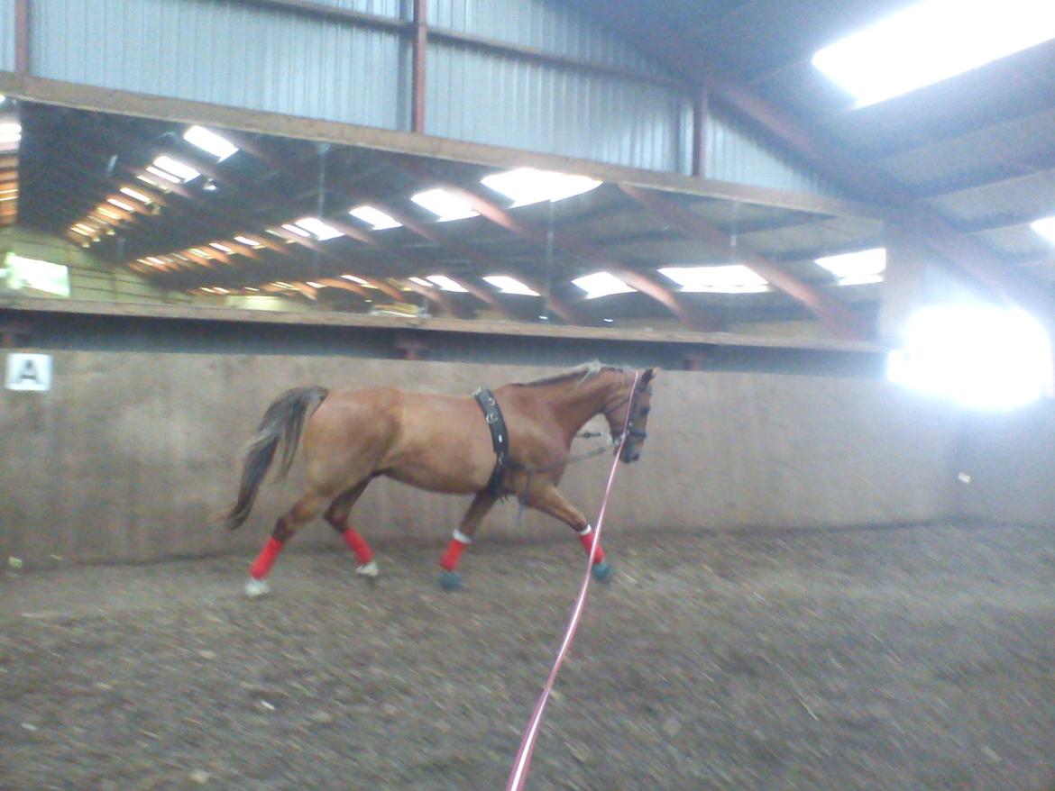 Holsted Rideskole!!! <3 - Shadow - træning billede 21