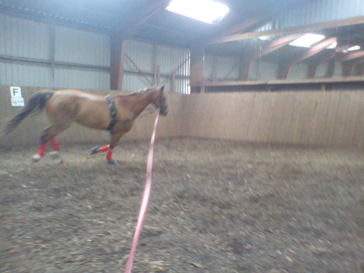 Holsted Rideskole!!! <3 - Shadow - træning billede 22