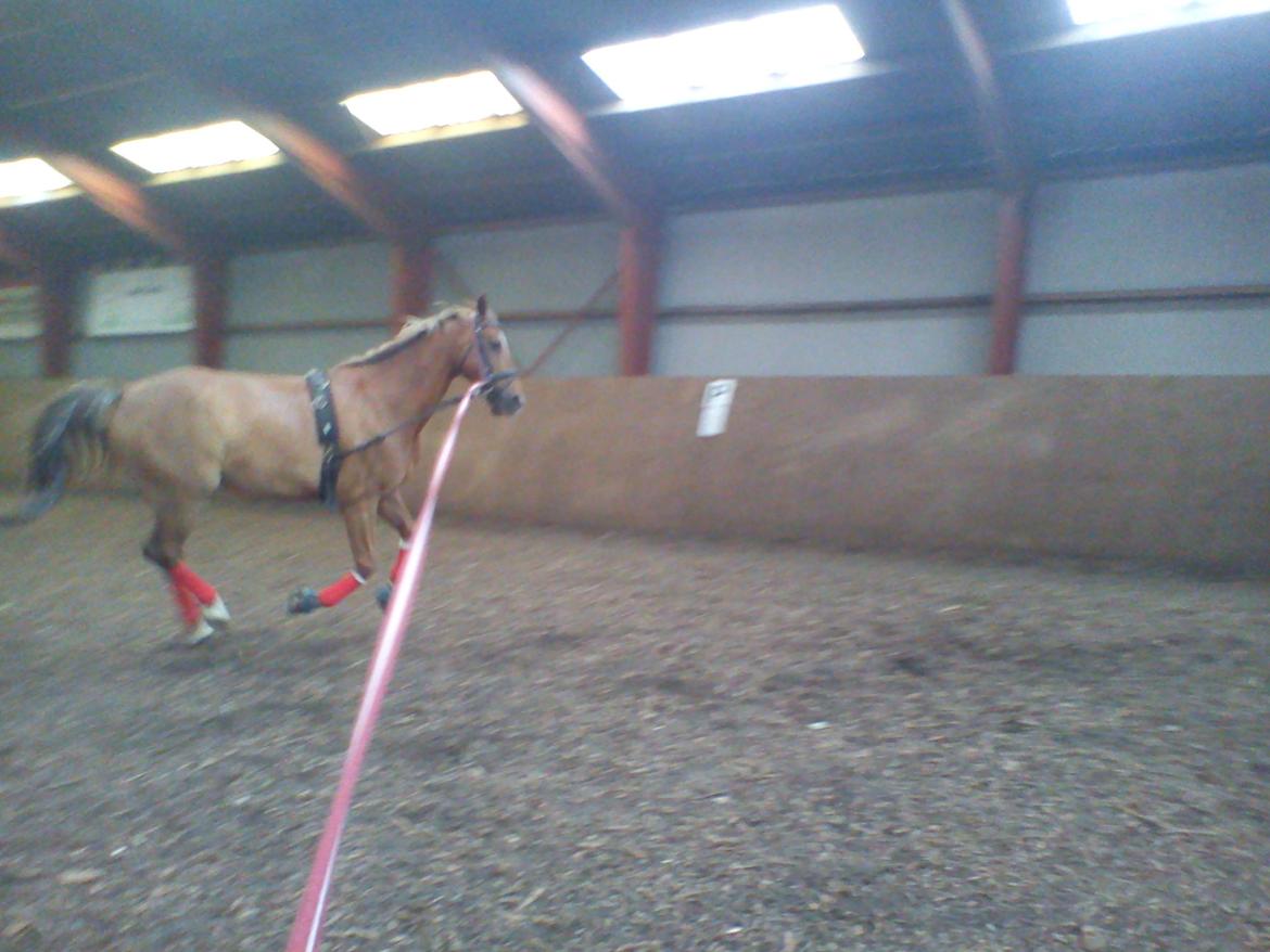 Holsted Rideskole!!! <3 - Shadow - træning billede 23