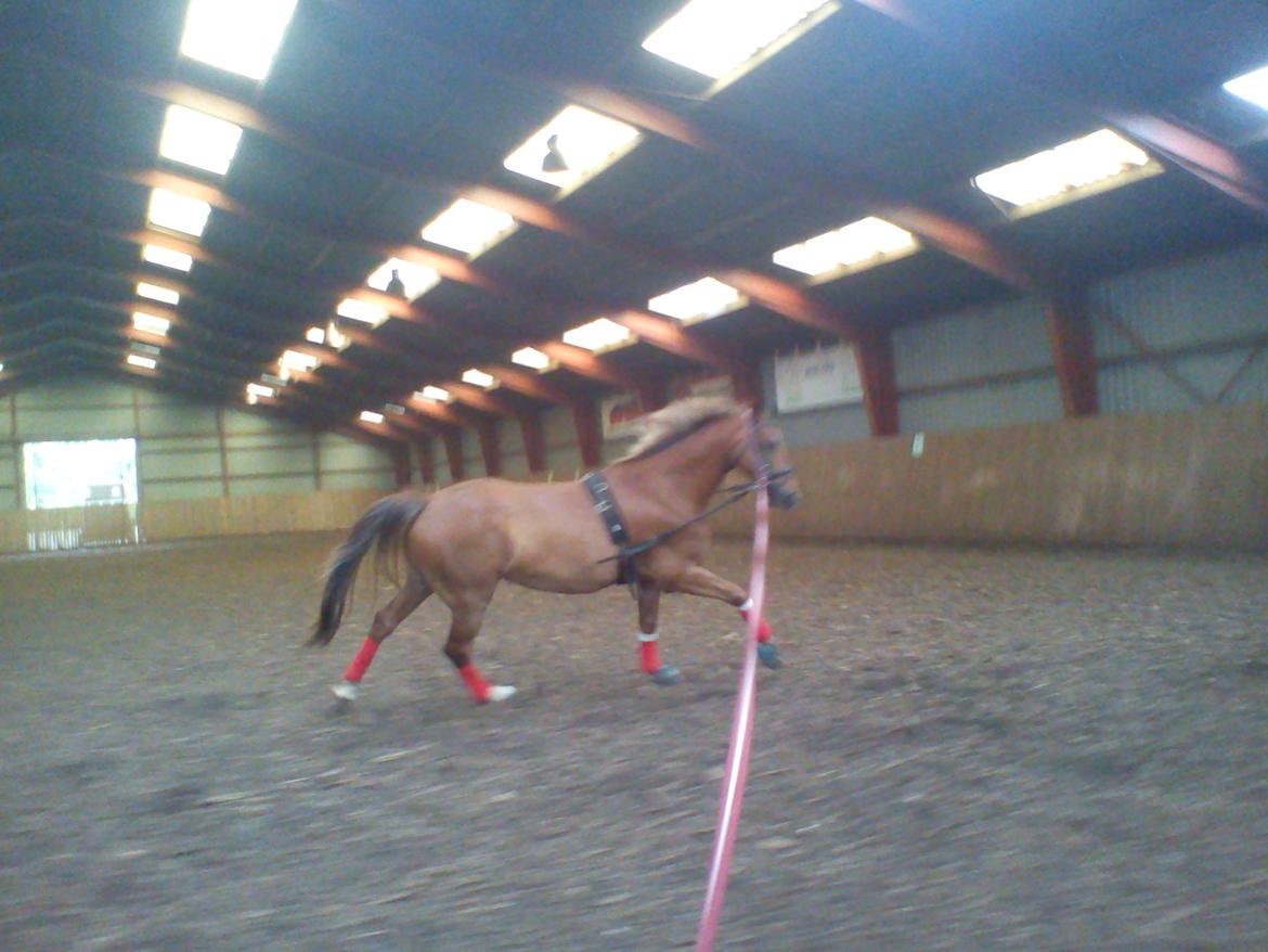 Holsted Rideskole!!! <3 - Shadow - træning billede 24