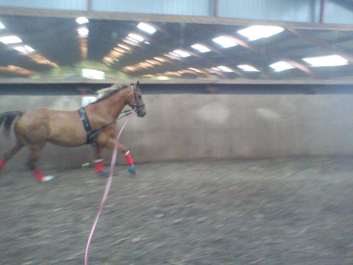 Holsted Rideskole!!! <3 - Shadow - træning billede 25