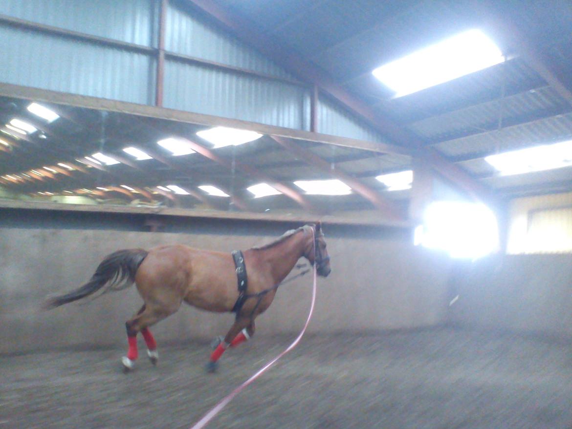 Holsted Rideskole!!! <3 - Shadow - træning billede 26