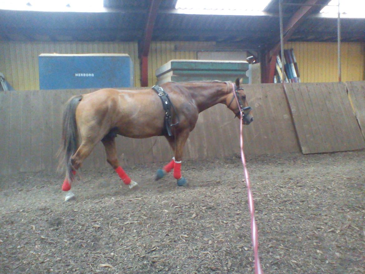 Holsted Rideskole!!! <3 - Shadow - træning billede 27