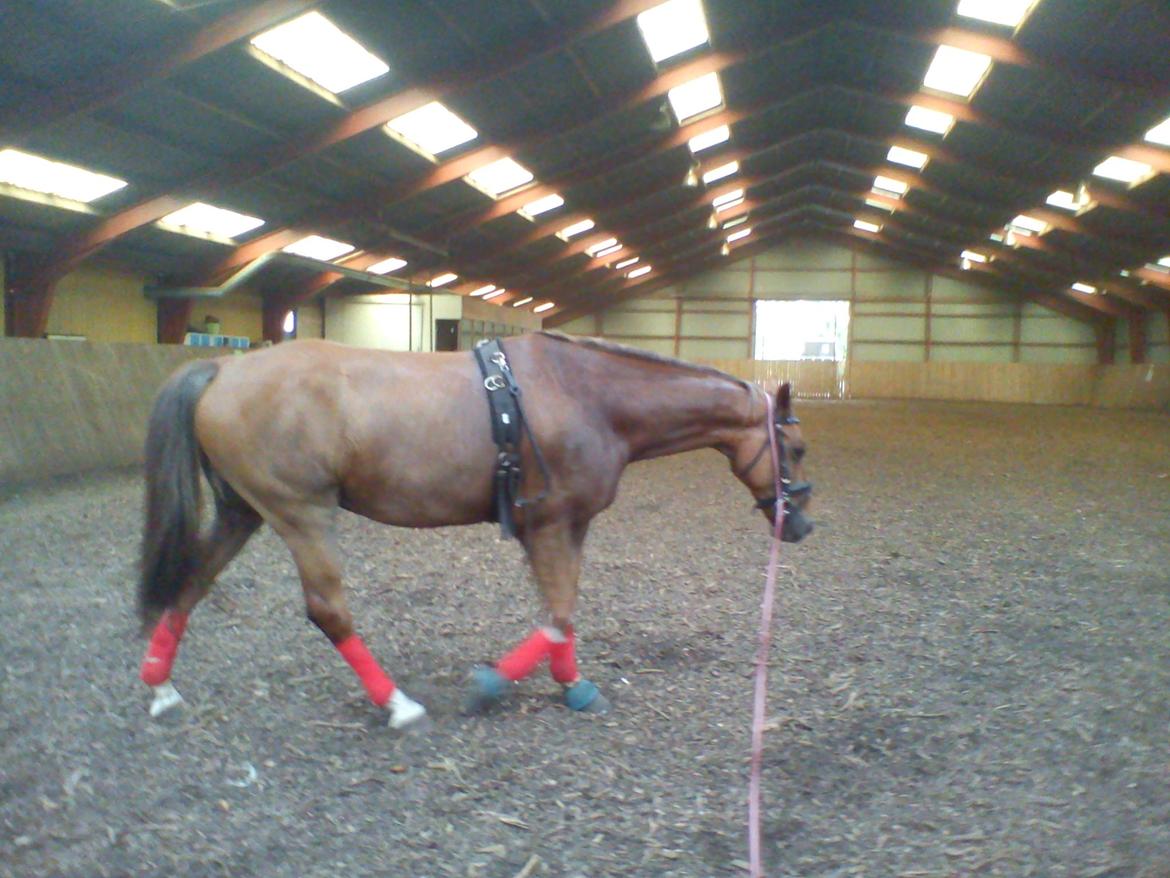 Holsted Rideskole!!! <3 - Shadow - træning billede 28