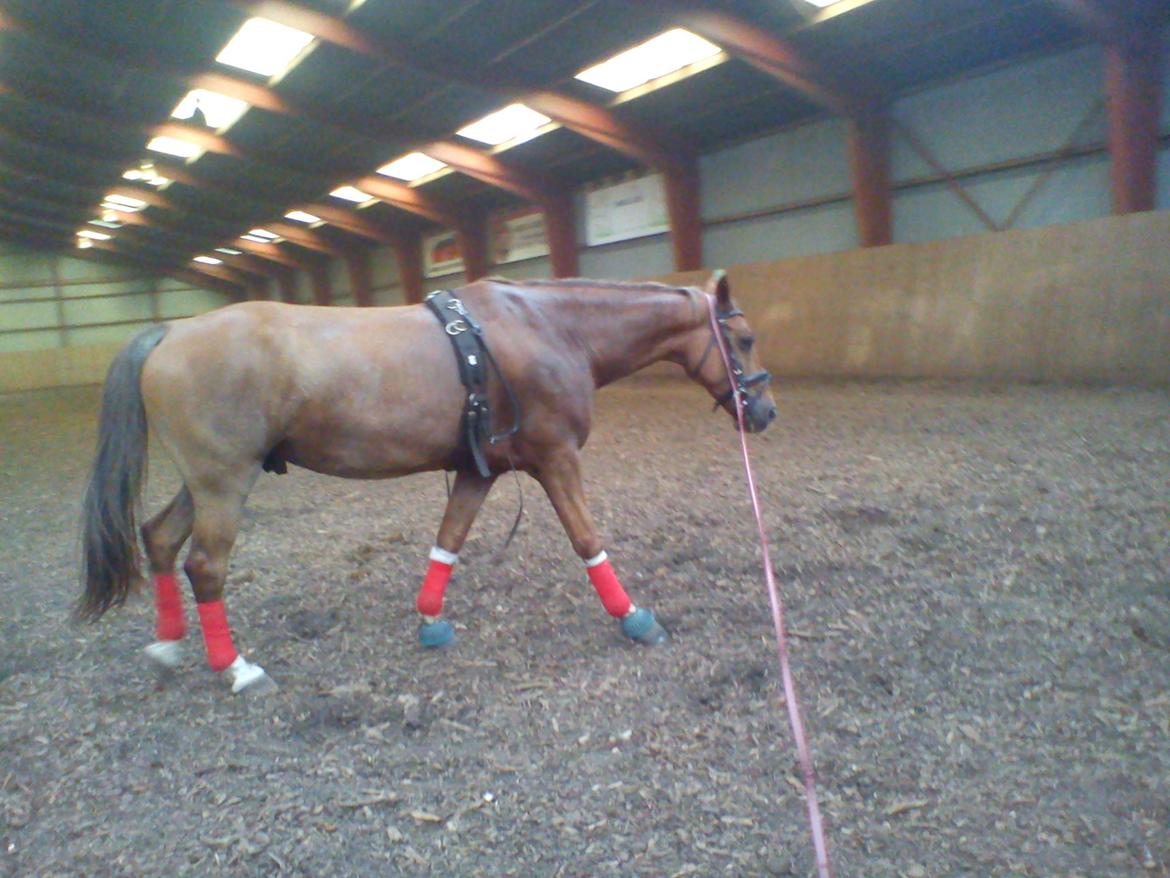 Holsted Rideskole!!! <3 - Shadow - træning billede 29