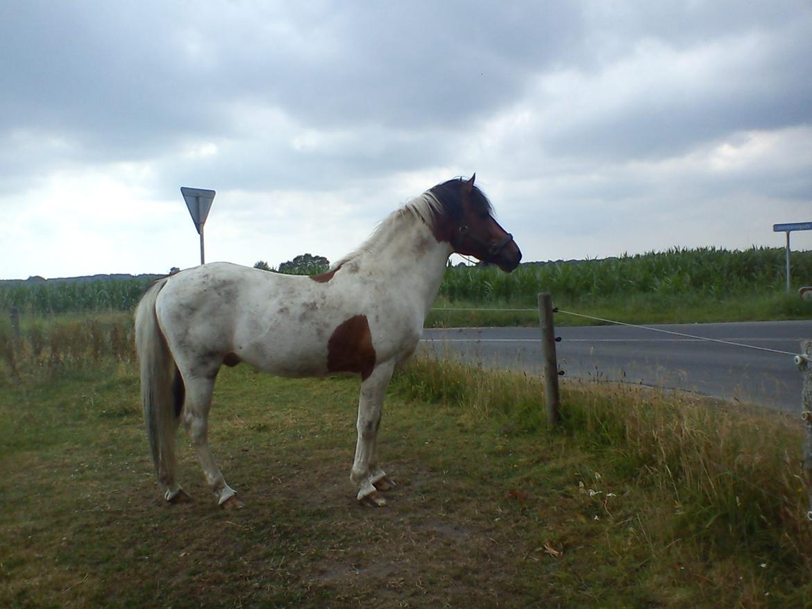 Holsted Rideskole!!! <3 - Lotus - hans sædvanlige stå plads på folden :D billede 30