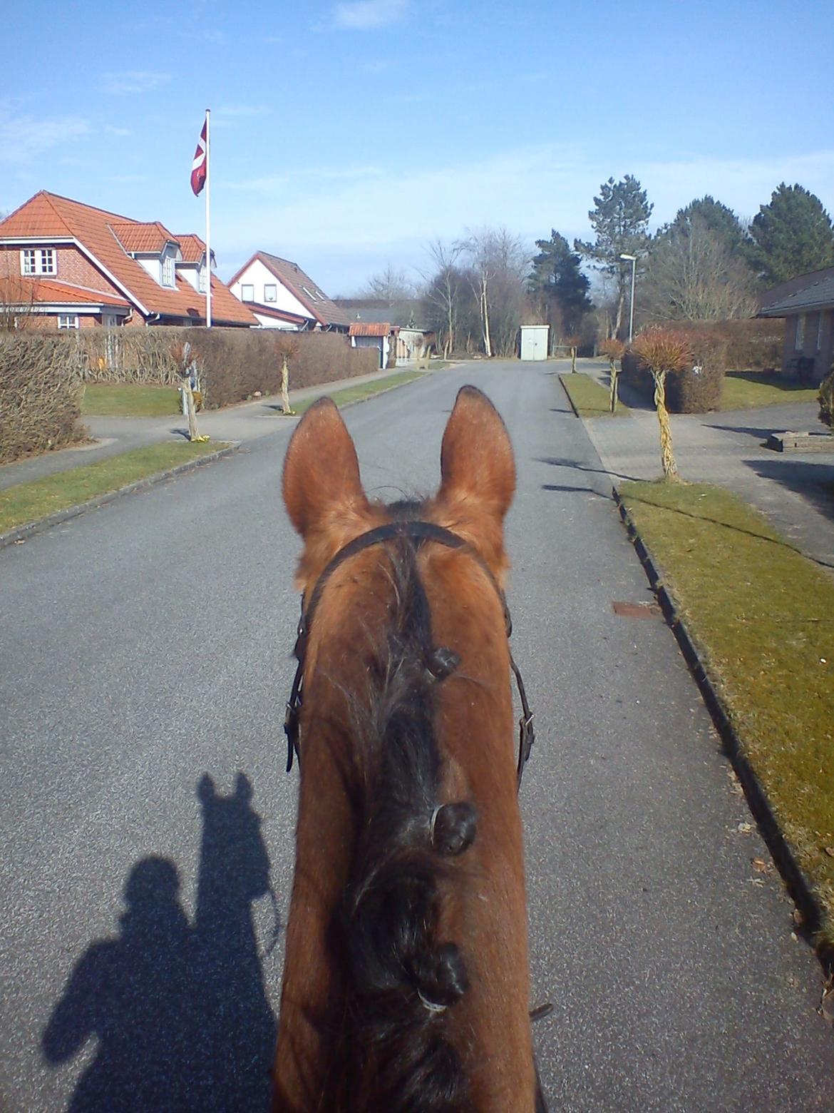 Holsted Rideskole!!! <3 - Amadeus - På vej derud :D billede 31