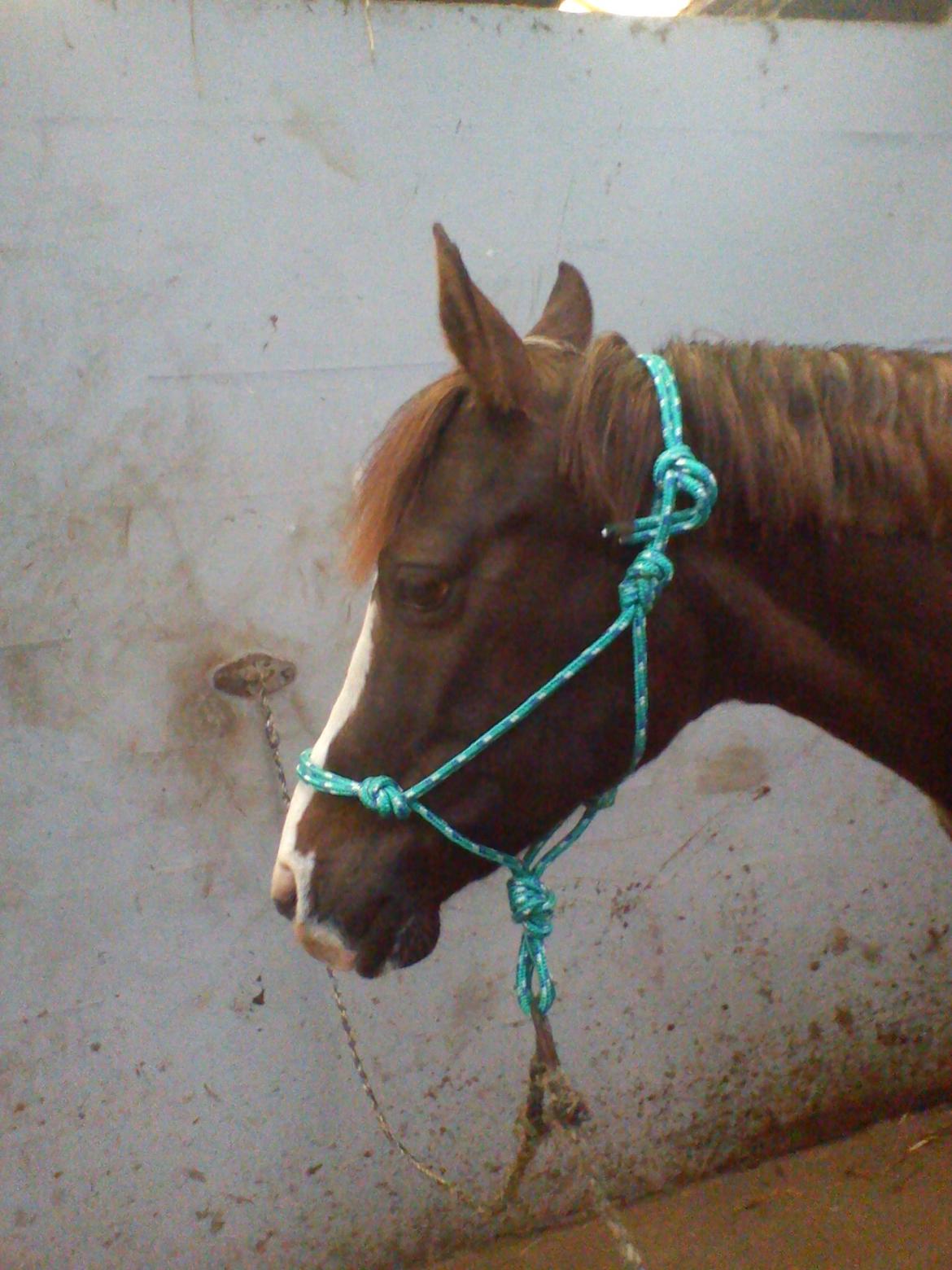 Holsted Rideskole!!! <3 - Jasmin- med en af mine hjemmelavede rebgrimer :D billede 32