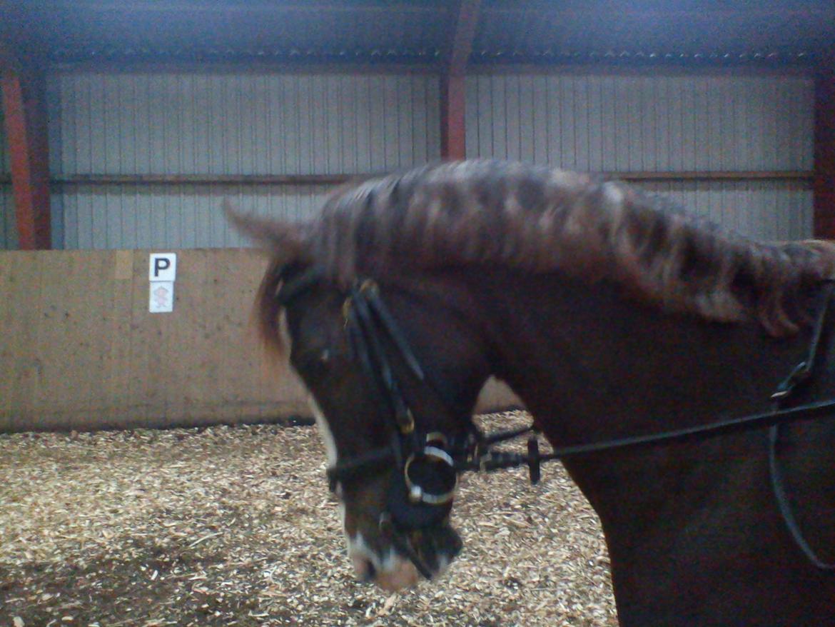 Holsted Rideskole!!! <3 - Jasmin- uha så fint kan man gå! :D billede 33