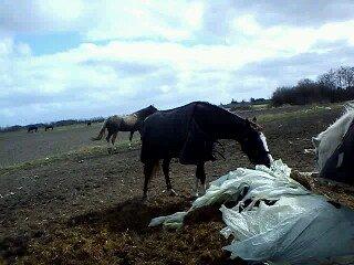 Holsted Rideskole!!! <3 - Jasmin - På folden billede 35