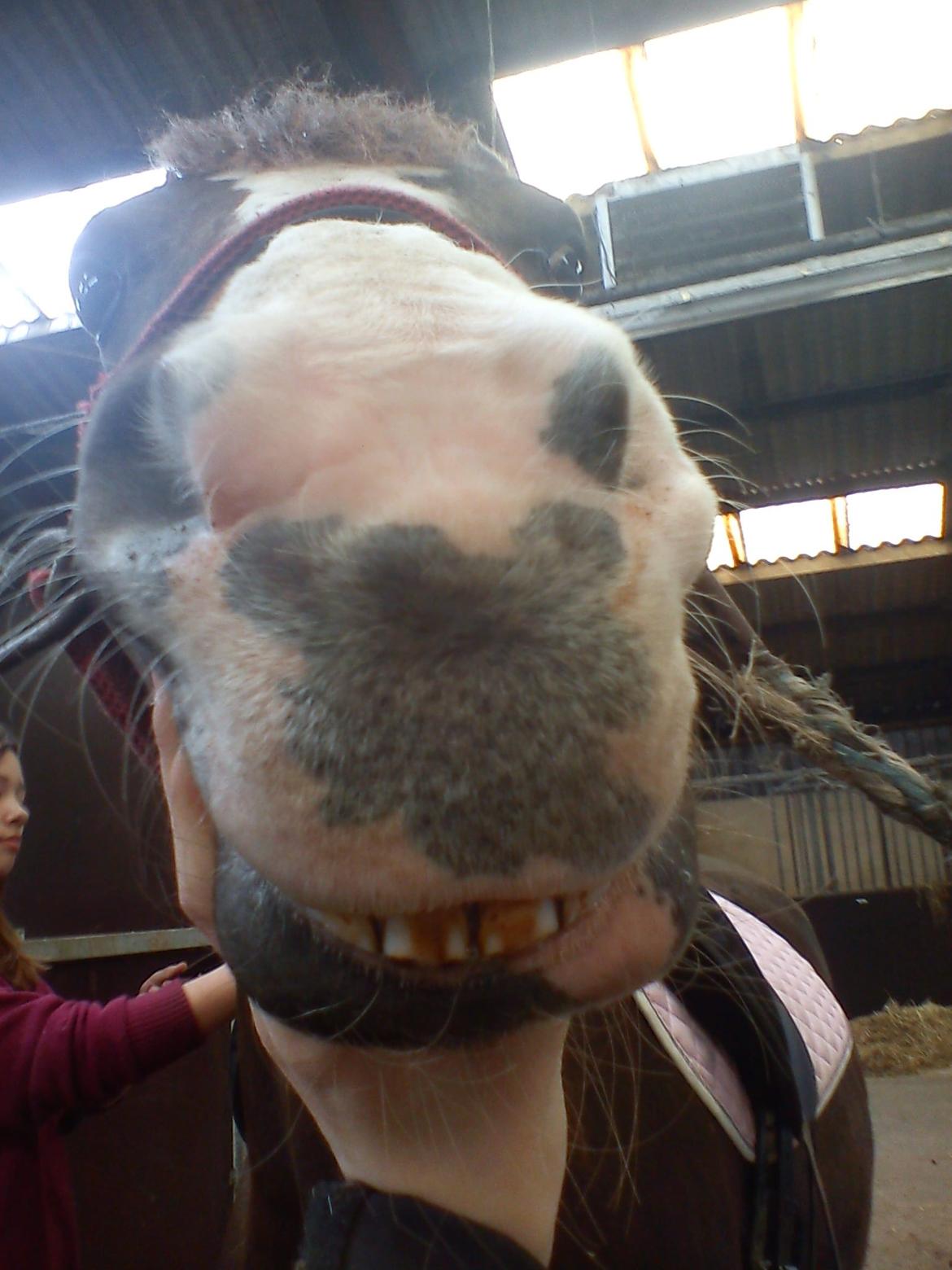 Holsted Rideskole!!! <3 - Jasmin - SMIL Du på!! <3 billede 36