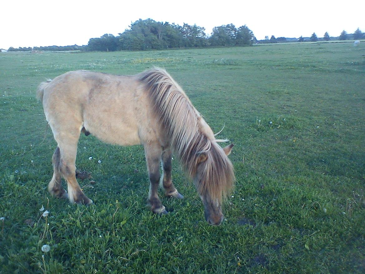 Holsted Rideskole!!! <3 - Oliver - vi hygger ^_^ billede 37