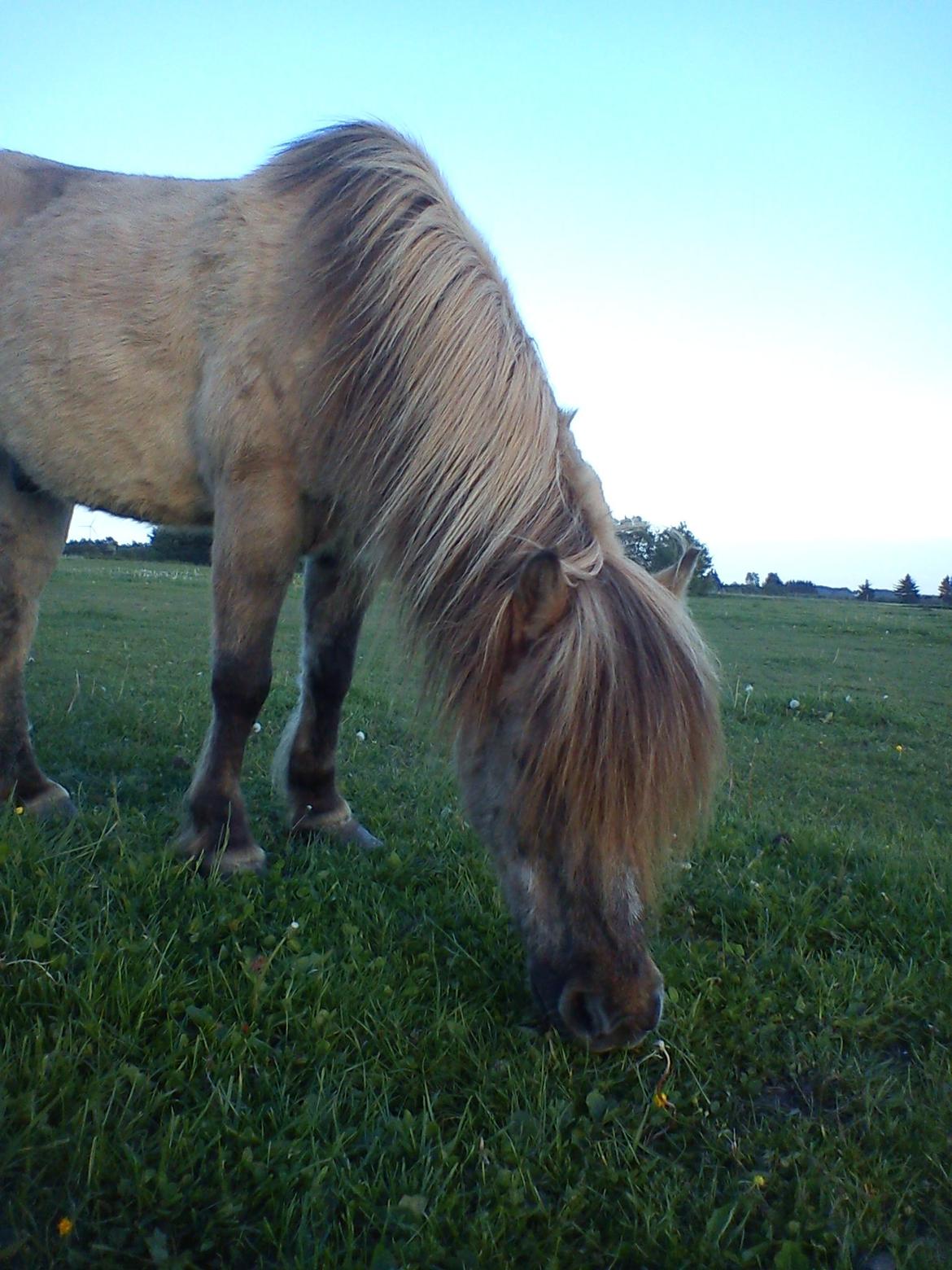 Holsted Rideskole!!! <3 - Oliver - vi hygger ^_^ billede 38