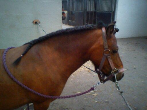 Holsted Rideskole!!! <3 - Sanne - vi hygger ^_^ billede 39