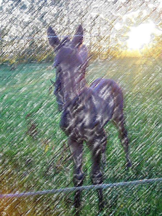 Holsted Rideskole!!! <3 - Følle!! <3 billede 42