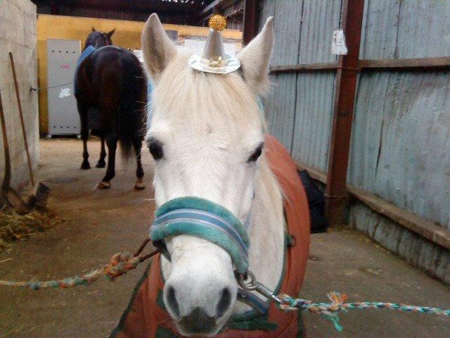 Holsted Rideskole!!! <3 - Gismo billede 47