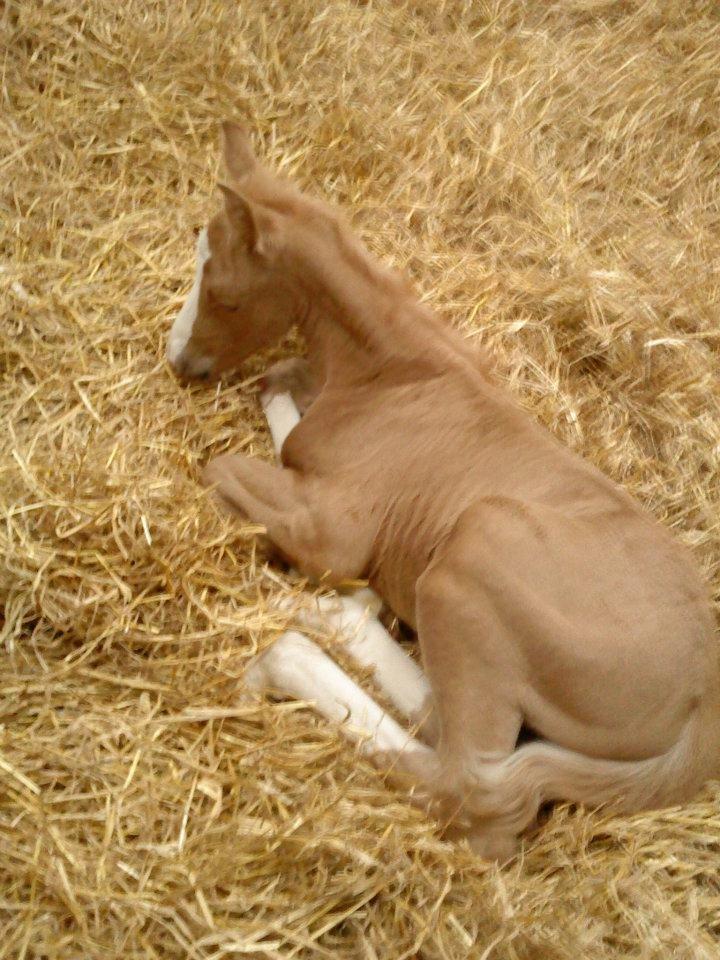 Holsted Rideskole!!! <3 - Golden boy! Kun en uge gammel!! billede 48