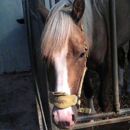 Holsted Rideskole!!! <3 - Golden Boy! 3-4 år gammel!! <3 billede 49