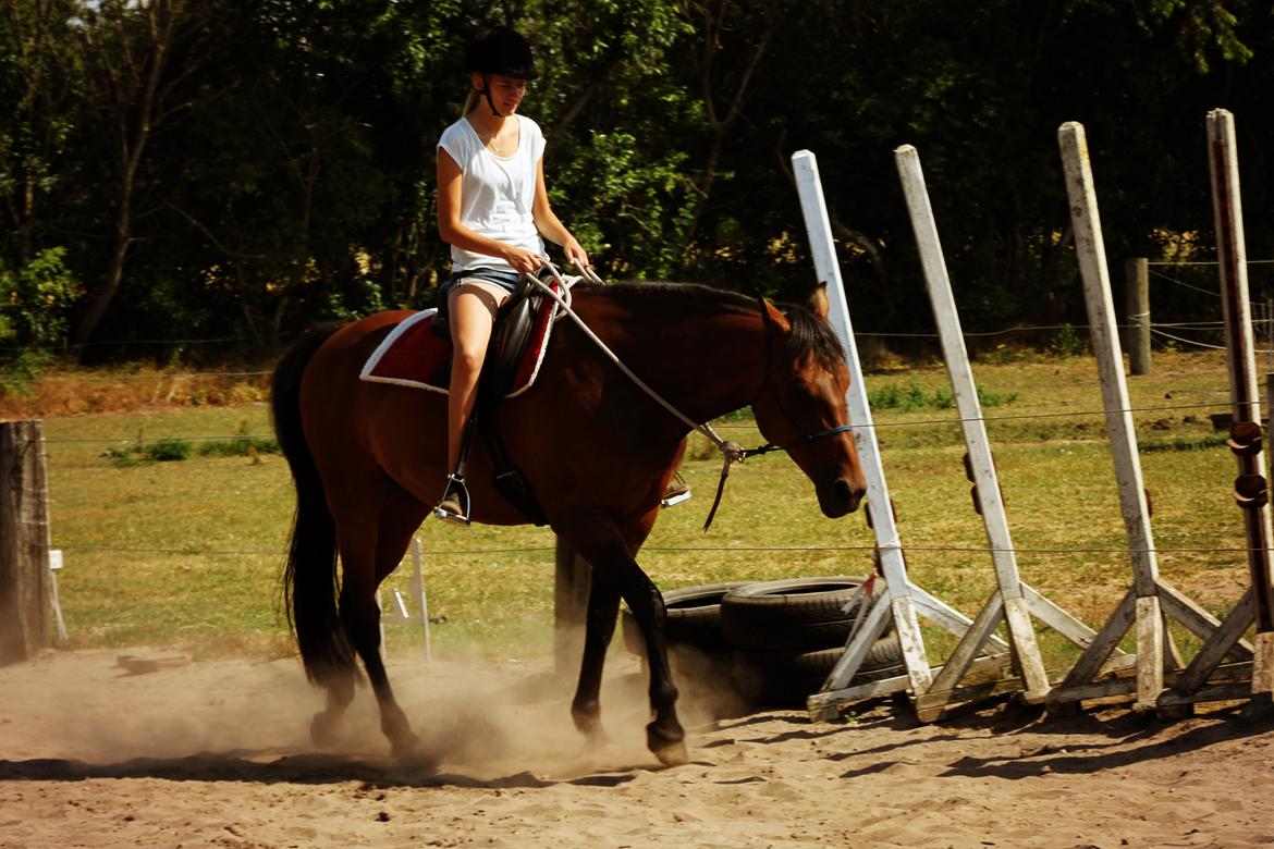 Vores billedebog. - Sara Justenborg er på besøg her! :-D Her er hun ude og ride stooor hesti! billede 107