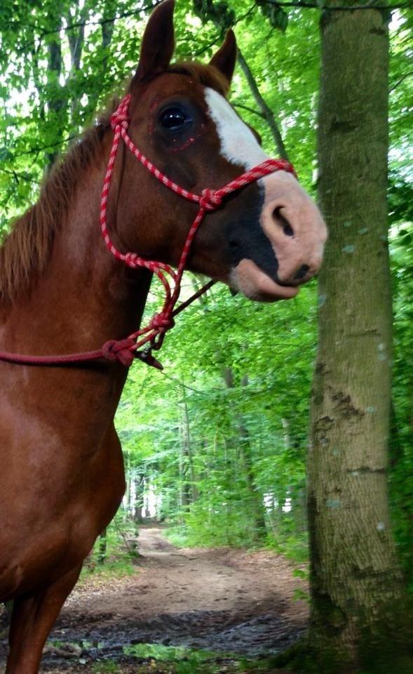 Indianer photoshoot med Phønix :D billede 9
