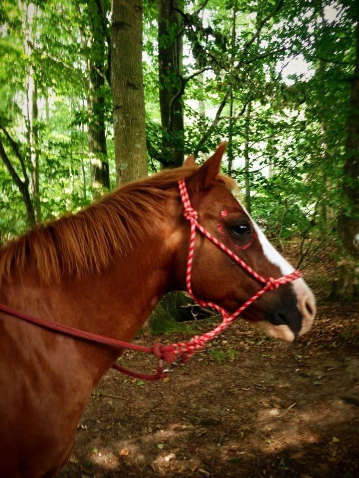 Indianer photoshoot med Phønix :D billede 3