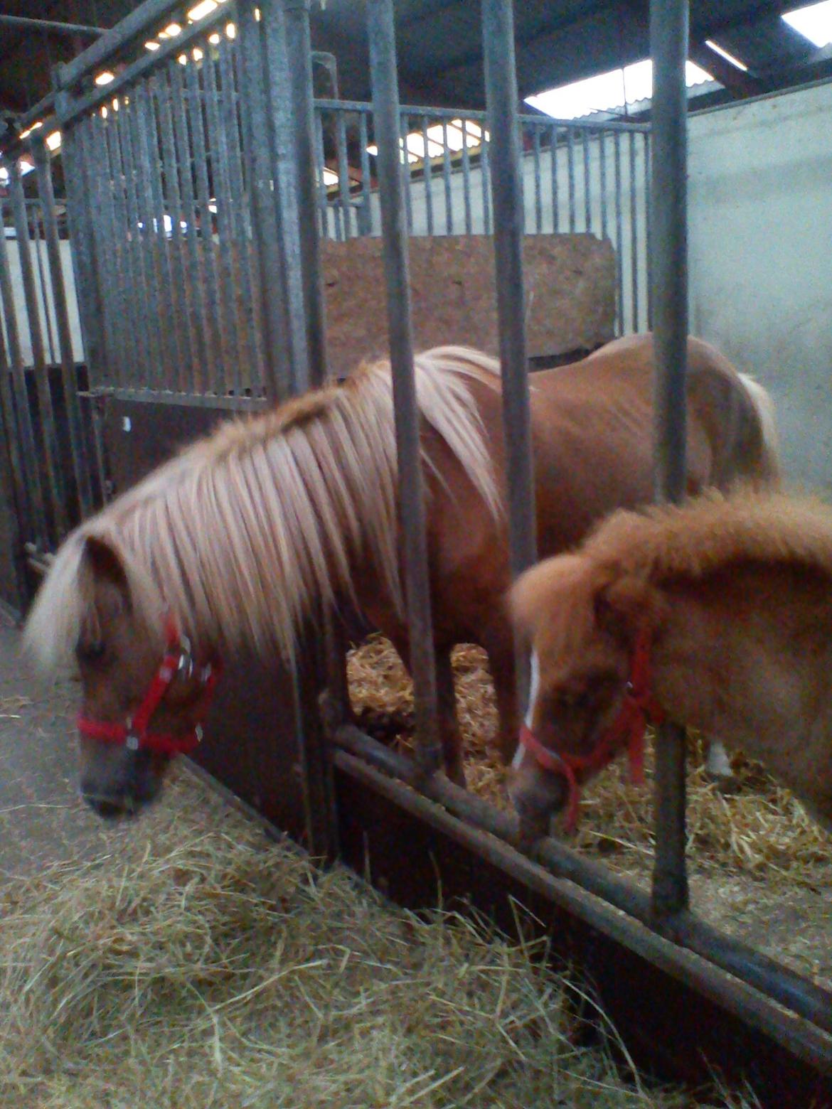 Holsted Rideskole!!! <3 - Den nye islænder hoppe og islænder føl! billede 52