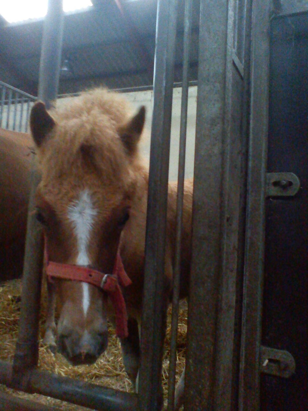 Holsted Rideskole!!! <3 - Den nye islænder føl! billede 53