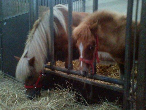 Holsted Rideskole!!! <3 - Den nye islænder hoppe og islænder føl! billede 54