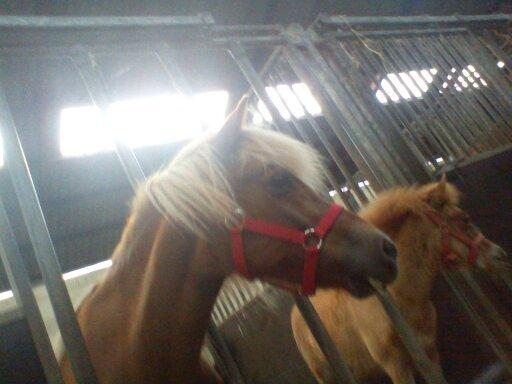 Holsted Rideskole!!! <3 - Den nye islænder hoppe! billede 55