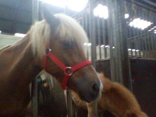 Holsted Rideskole!!! <3 - Den nye islænder hoppe! billede 56