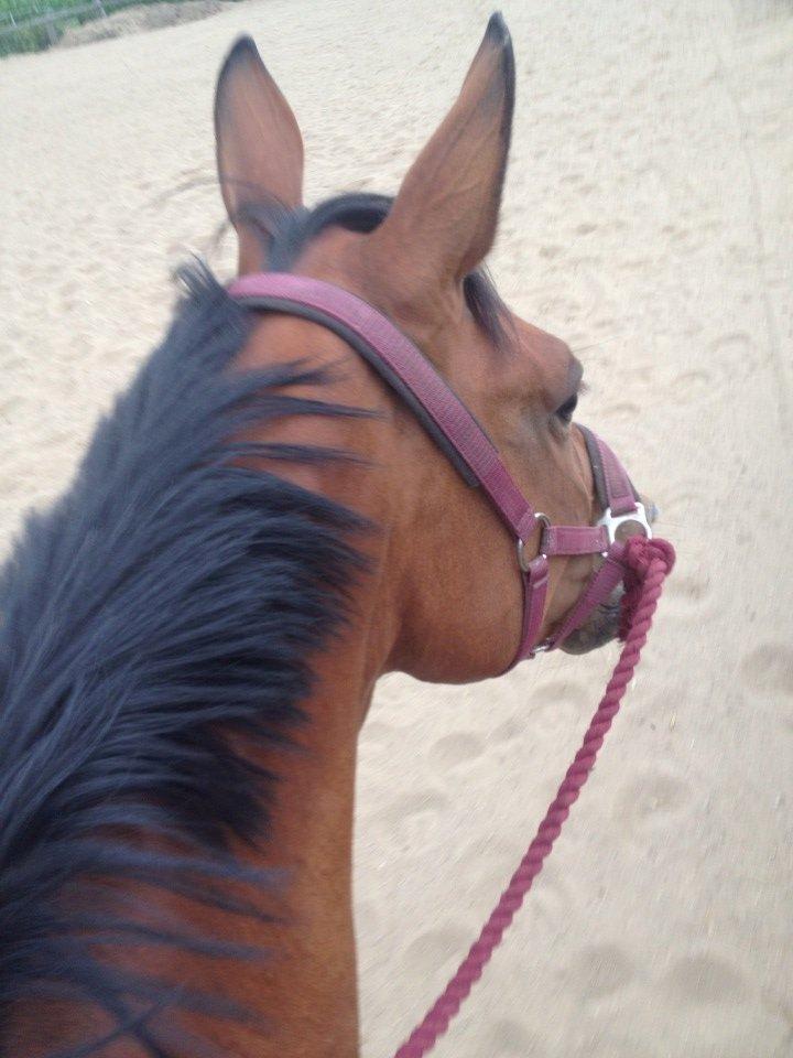 den dejligeste bebse :*  - Efter vi havde leget i longcen, så hopper man lige op og skridter af! :* billede 8