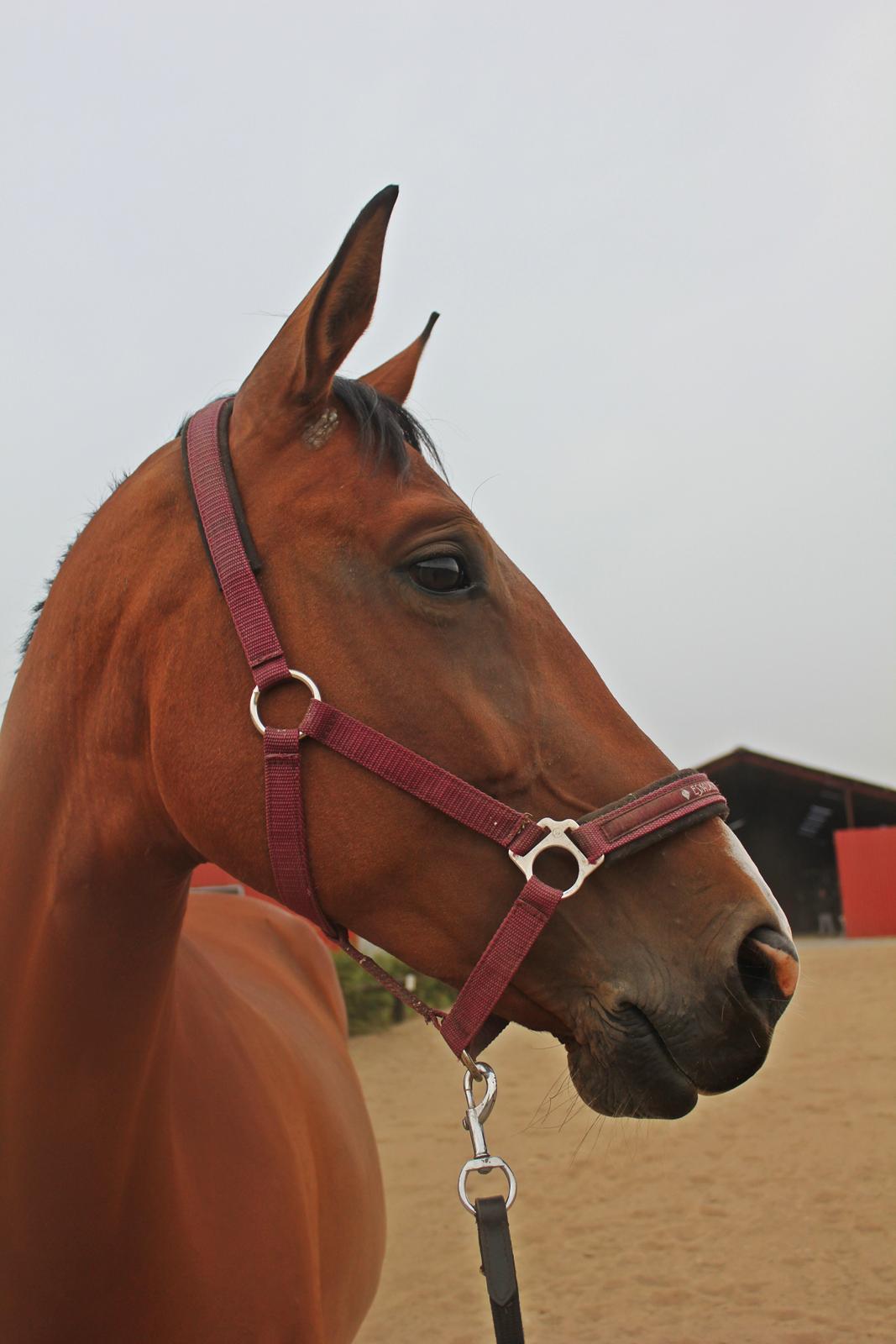 den dejligeste bebse :*  - Smukke pige<3 billede 2