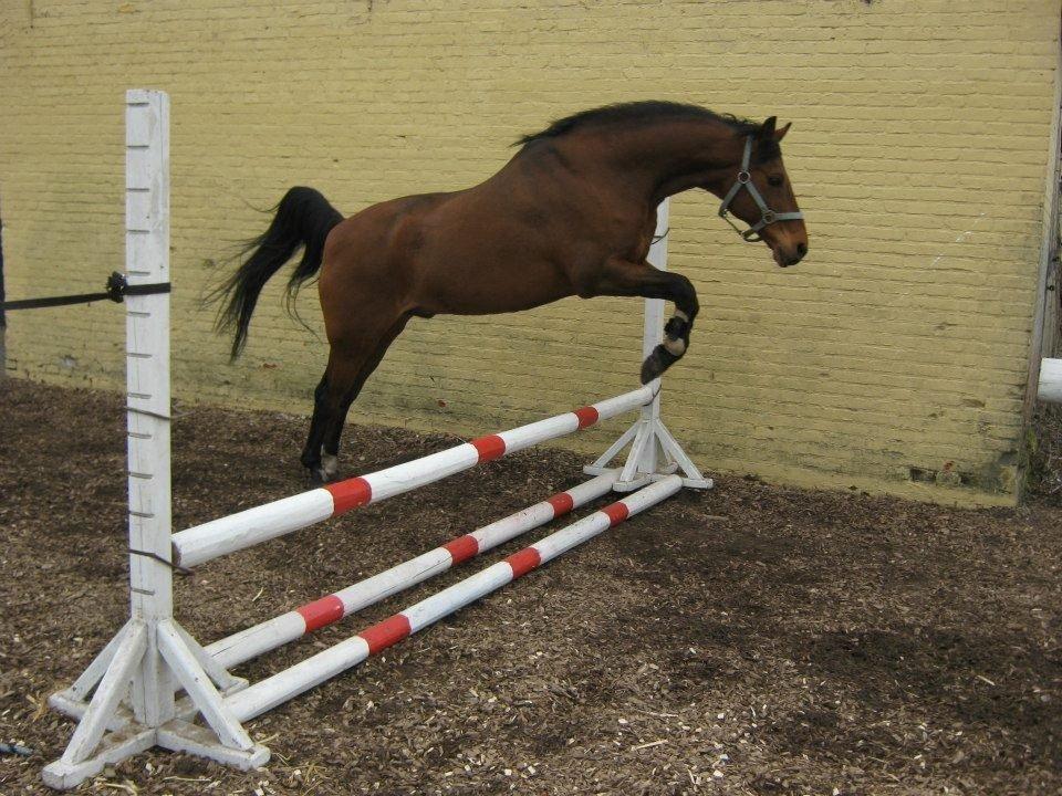 55 DAGE PÅ HESTEGALLERI - 55 dage.
Dag 1: Et billede af din pony og 10 faktaer om dig og 10 om din pony: 
1. Jeg hedder Julie
2. Jeg er 13 år gammel
3. Jeg har min egen pony.
4. + 2 shetlændere
5.Jeg elsker heste.
6.Jeg elsker kage.
7.Jeg har 4 hunde.
8. Jeg har fødselsdag d.14.05.00
9. Jeg har redet 2 år.
10. Min y-farve er blå.

1. Min pony hedder Tarzan.
2. Tarzan er 13 år gammel.
3. Tarzan er brun.
4.Tarzan har blå tema.
5. Tarzan elsker godbidder.
6.Tarzan elsker at gallopere.
7.Jeg er blanding mellem DV og araber.
8. Tarzan har fødselsdag d. 14.05.00
9. Tarzan har fødselsdag samme dag som mig.
10. Tarzan elsker at springe <3 billede 1