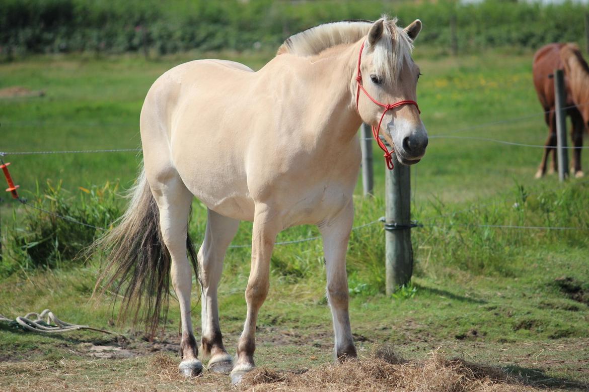 På ferie til Rømø - Freja hygger på folden, men jeg tager billeder af Lippa og Laura. billede 2