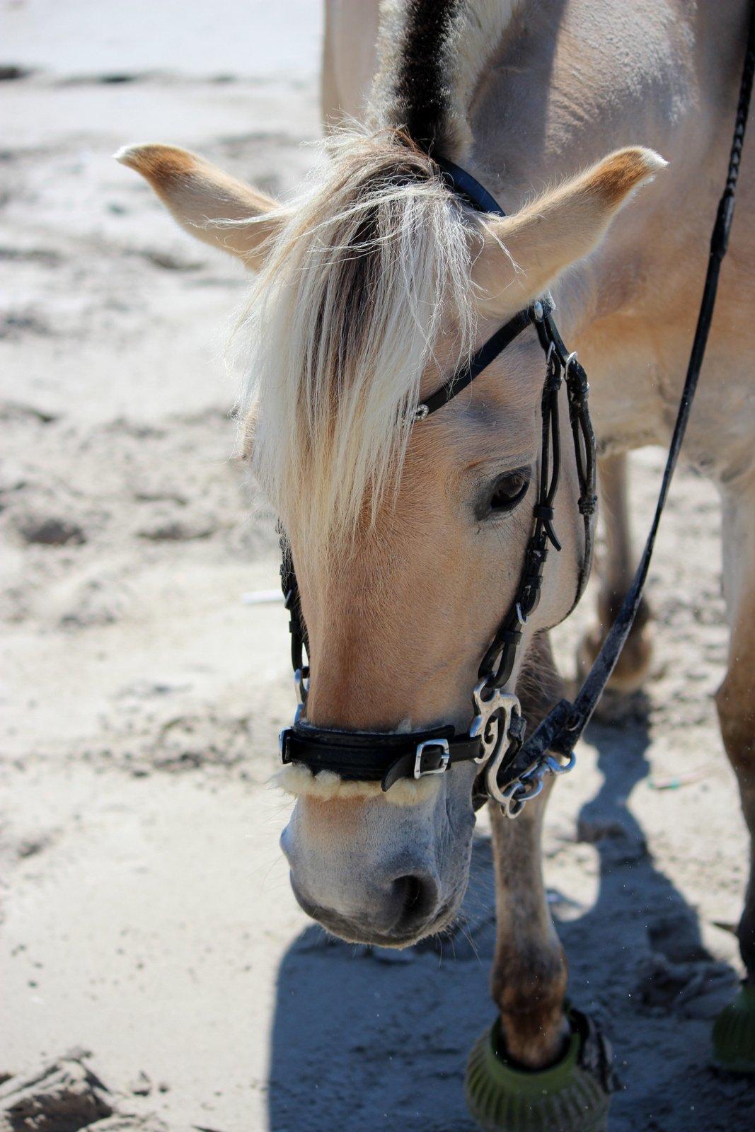 På ferie til Rømø - Freja venter tålmodigt på stranden imens jeg tager billeder af Lippa og Laura. billede 5