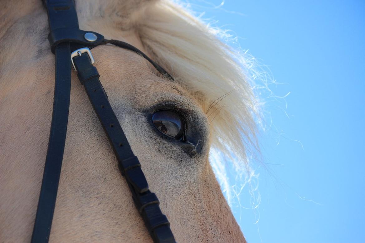 På ferie til Rømø - Freja billede 6