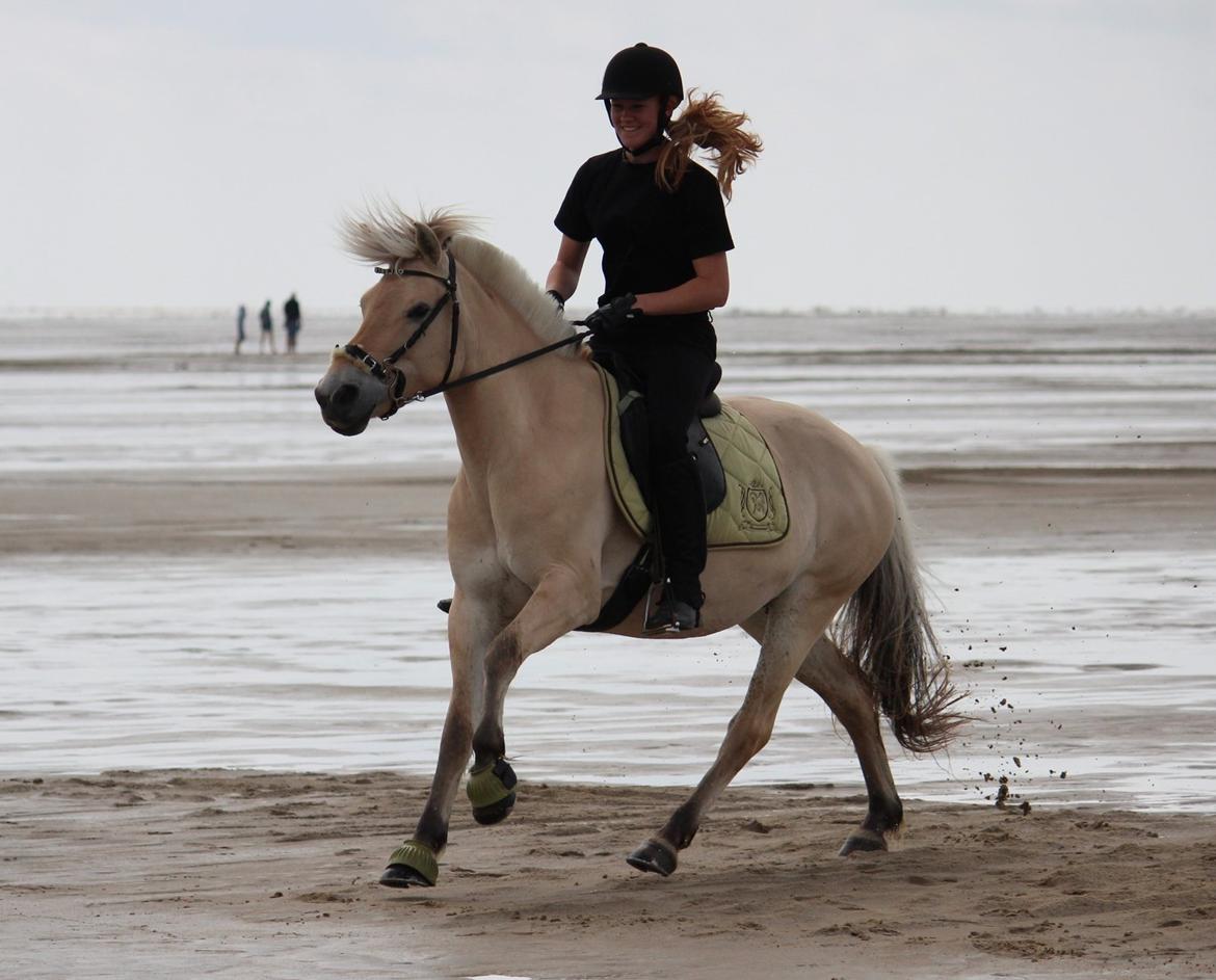 På ferie til Rømø - Galop er lige sagen! billede 12