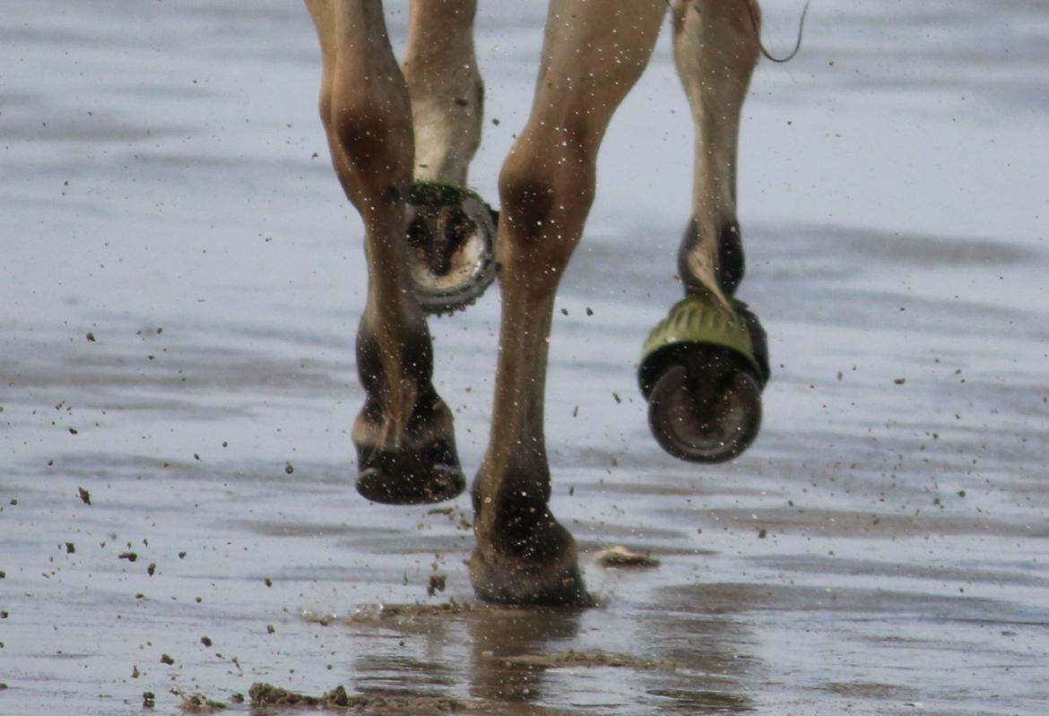 På ferie til Rømø - Hove i sandet + en løs sko ( :-( ) billede 16
