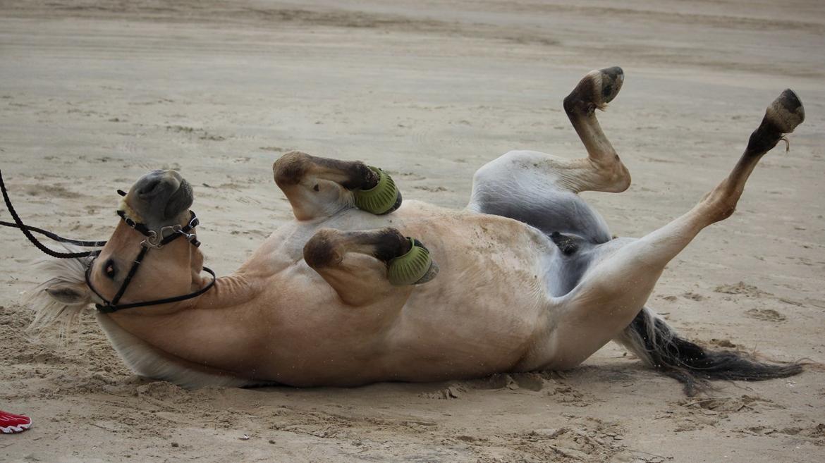 På ferie til Rømø - Freja nyder en skøn, skøn rulletur. Ih hvor det klør :-) billede 20