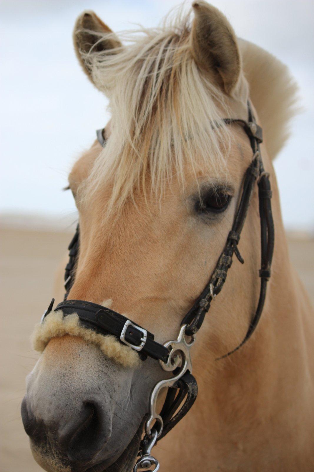 På ferie til Rømø - Smukke hesten billede 21