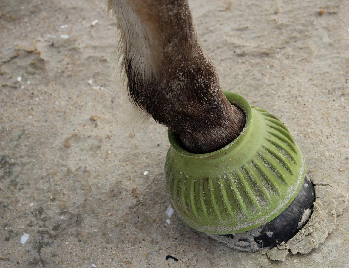 På ferie til Rømø - Hov i sandet :-) billede 22