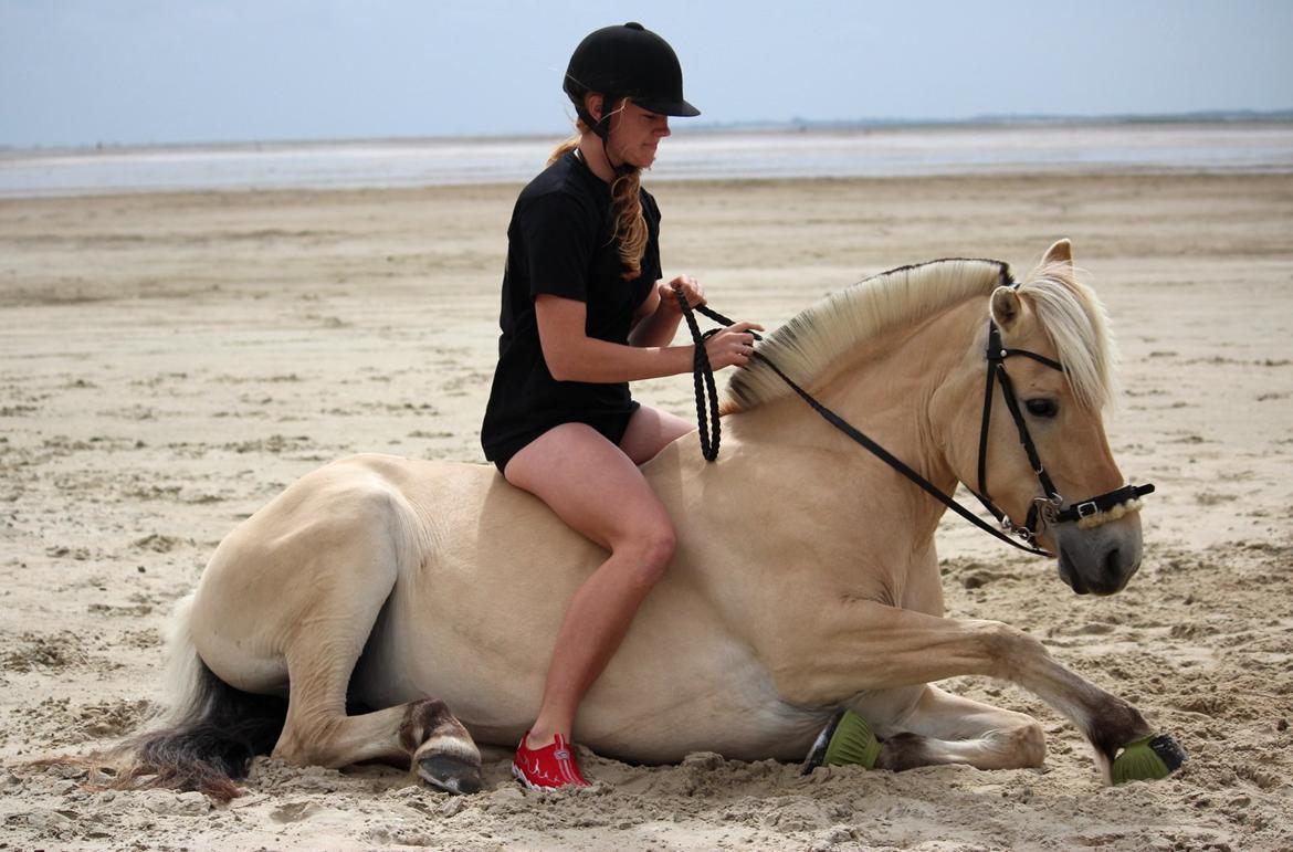 På ferie til Rømø - Med vadehavet i baggrunden. billede 33
