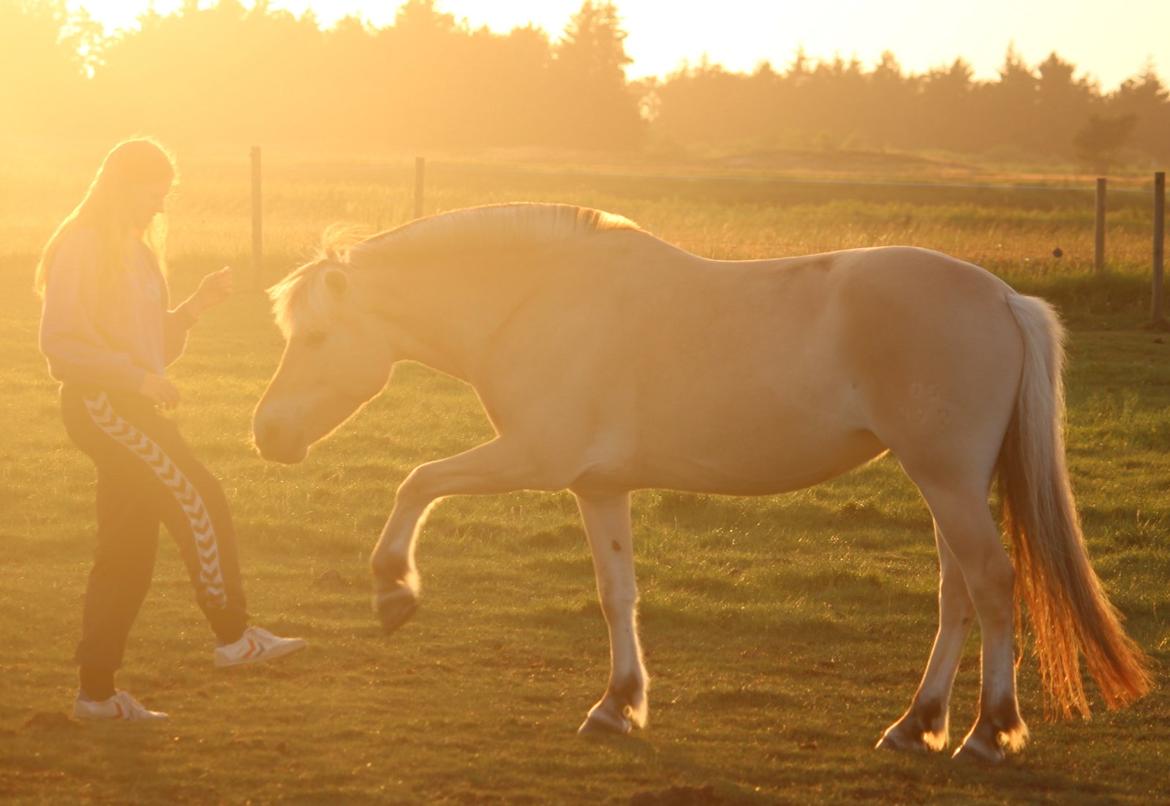 På ferie til Rømø - Freja kan stadig - også forfra :-) billede 37