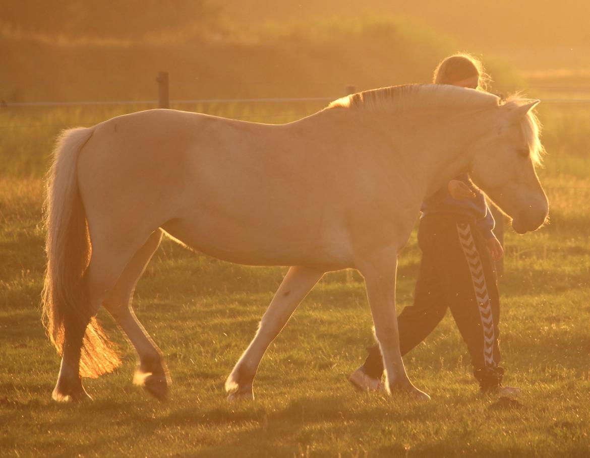 På ferie til Rømø - Træning i solnedgangen på folden. billede 38