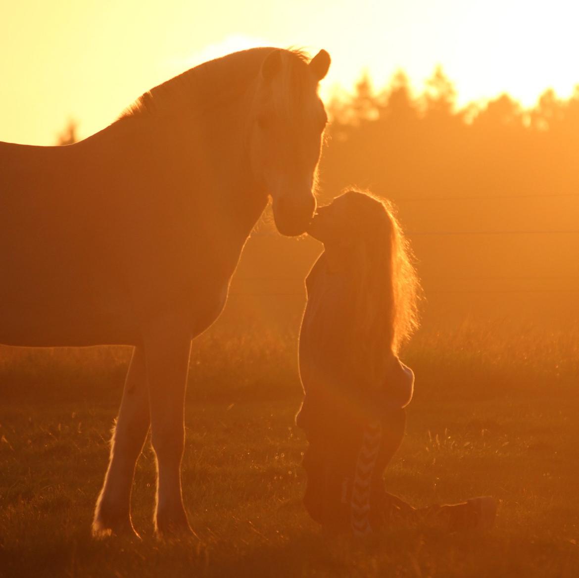 På ferie til Rømø - Flotte Freja i solens skær billede 44