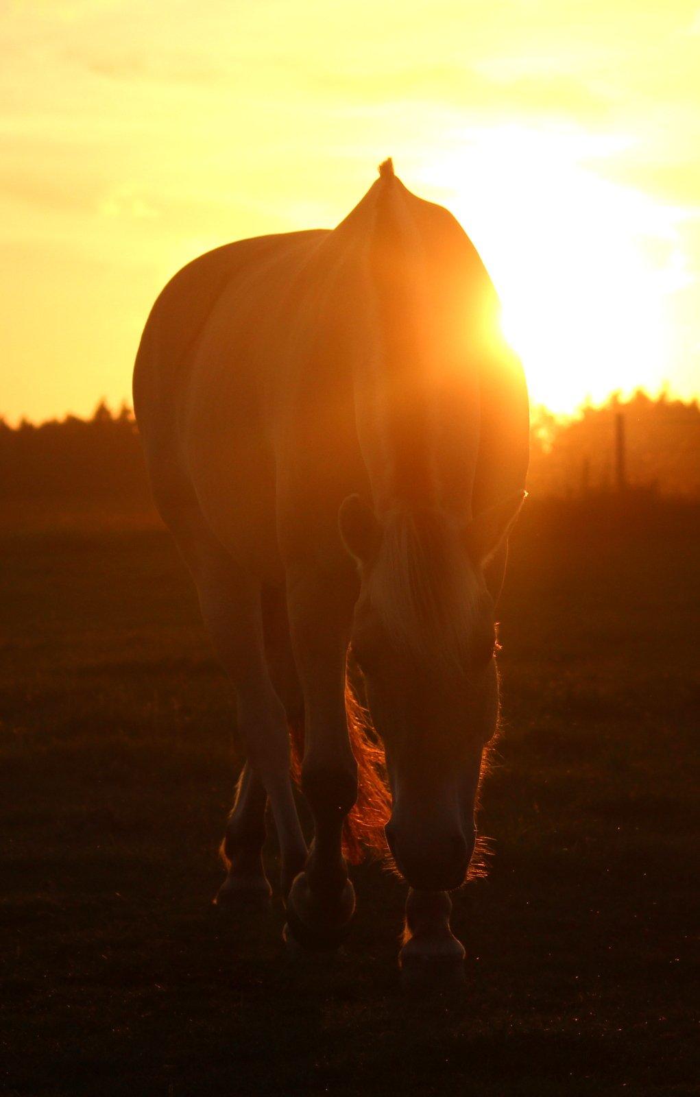 På ferie til Rømø - Frejaaa billede 48