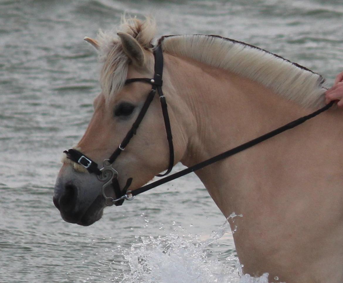 På ferie til Rømø - Dejligt pony-hovede billede 53