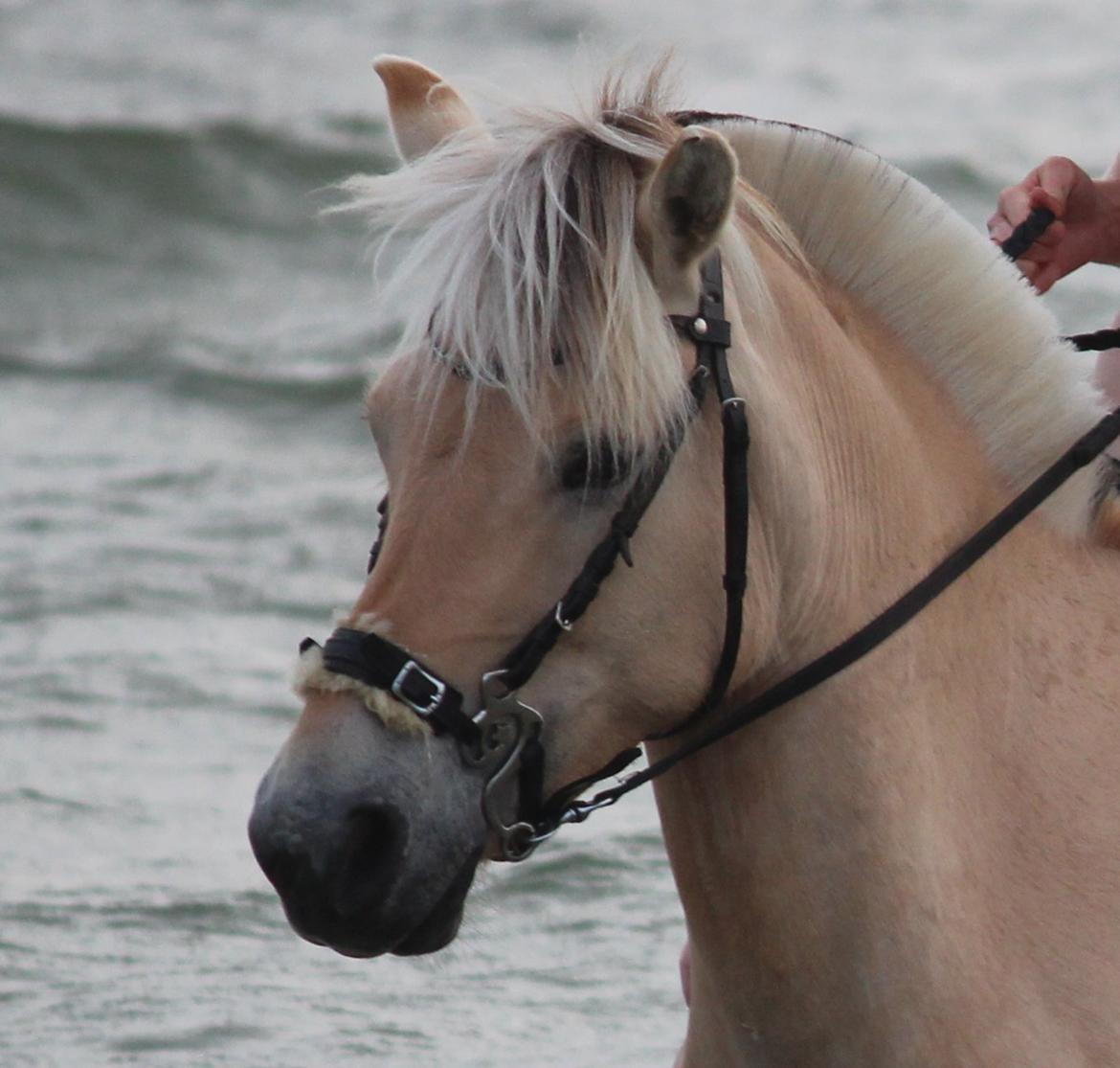 På ferie til Rømø - Ponyhovedeee billede 56