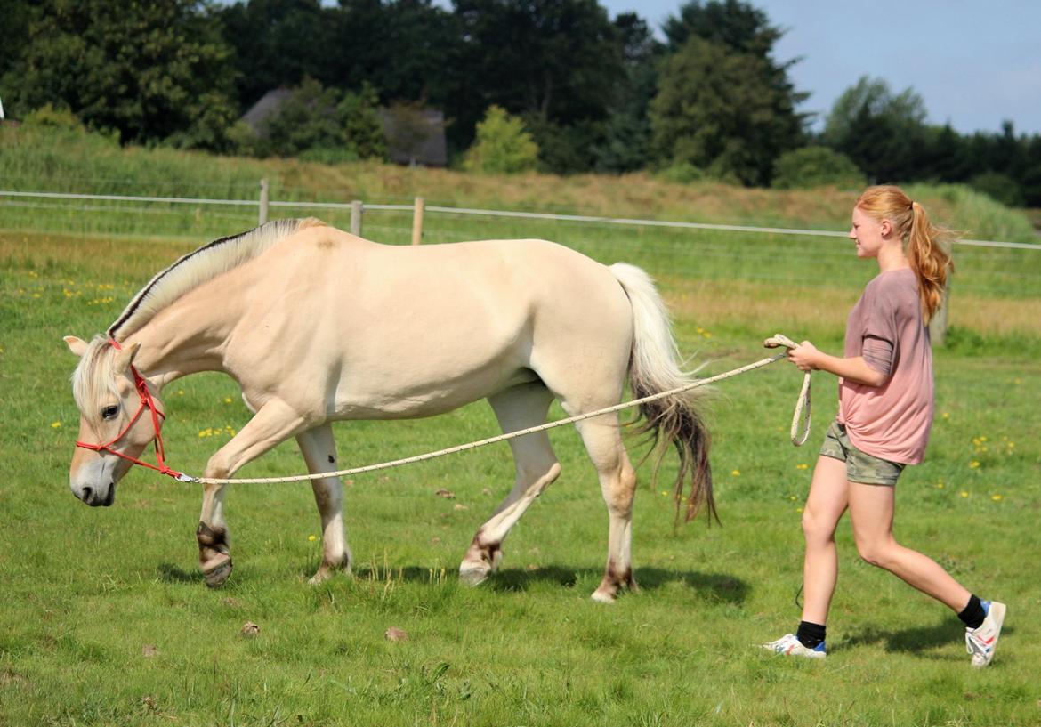 På ferie til Rømø - Longering, eller noget der ligner. billede 61