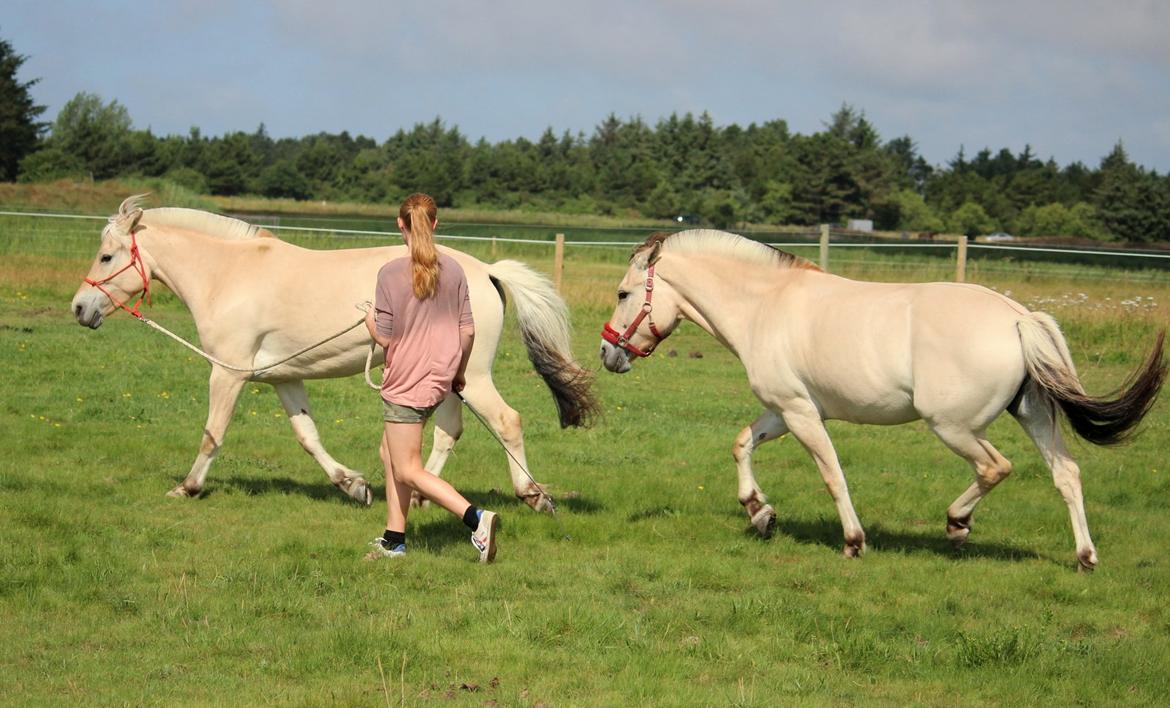 På ferie til Rømø - Der var en farlig hestebremse efter hestene, så de ville gerne begge to longeres. billede 62